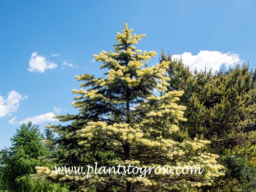 Spring Ghost Blue Spruce (Picea pungens)